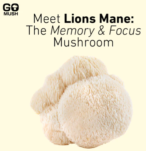 Lion's Mane Mushroom For Memory and Focus