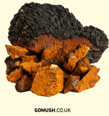 Support Your Liver Health With Chaga Mushroom Extract