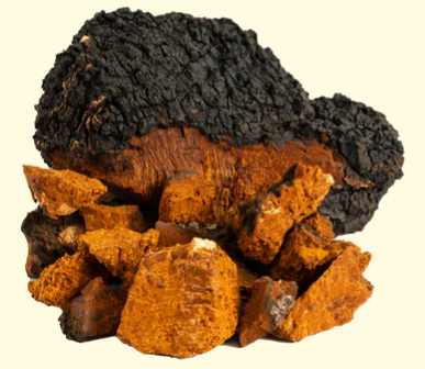 Chaga Extract