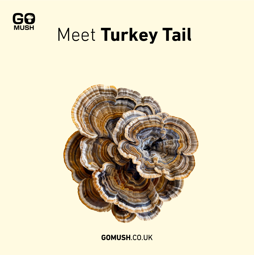 Turkey tail mushroom (Trametes versicolor)
