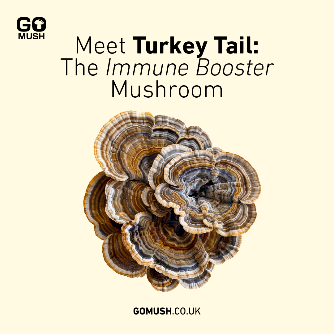 Meet Turkey Tail: The Immune Booster Mushroom.