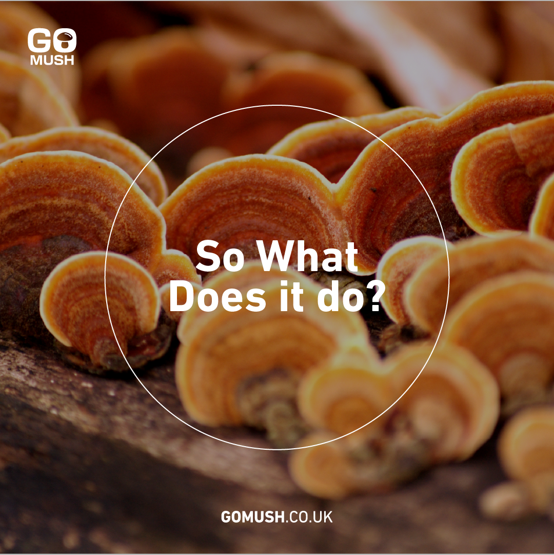 GoMush Reishi. So what does it do?