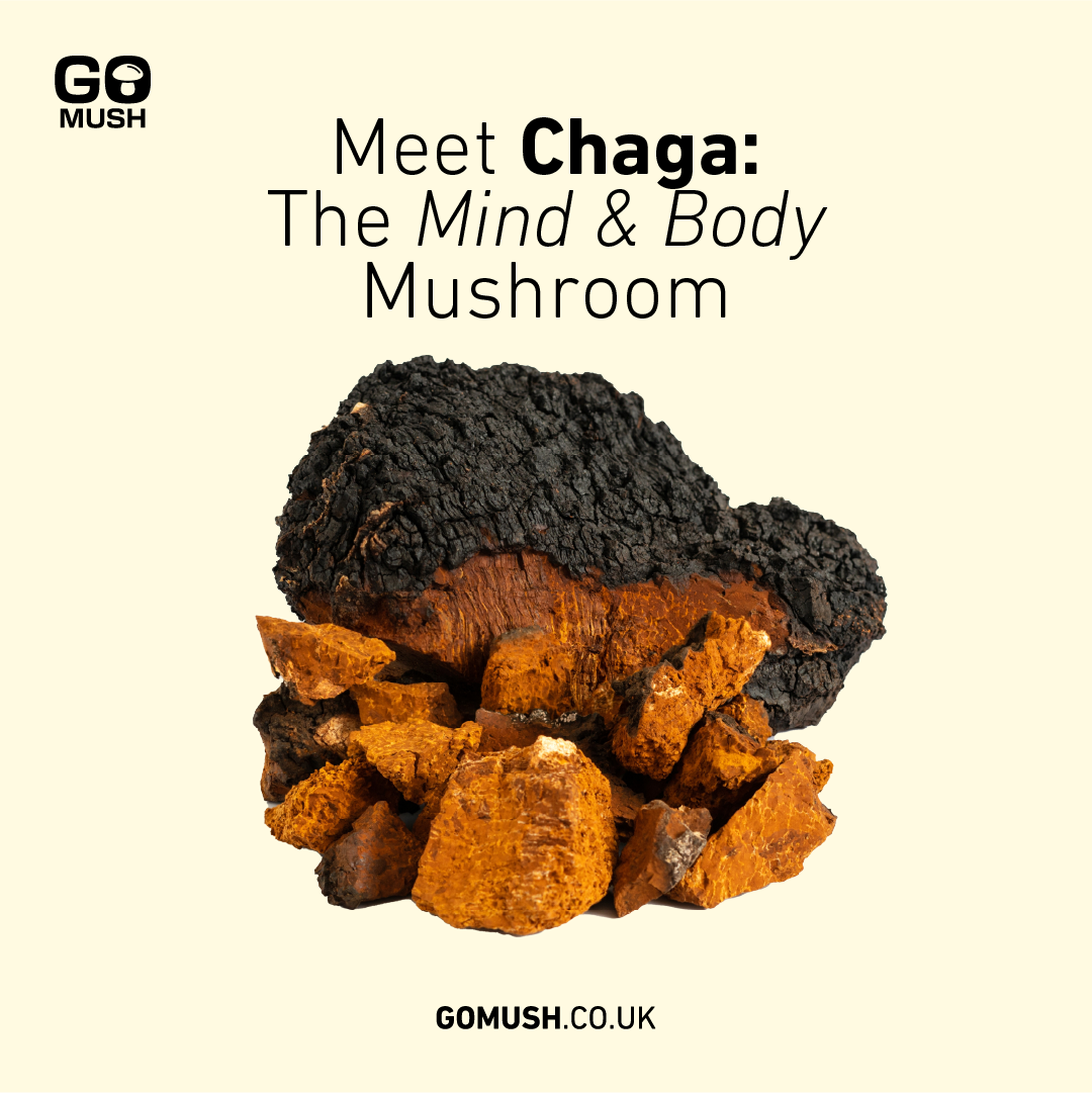 Meet Chaga: The Mind & Body Mushroom