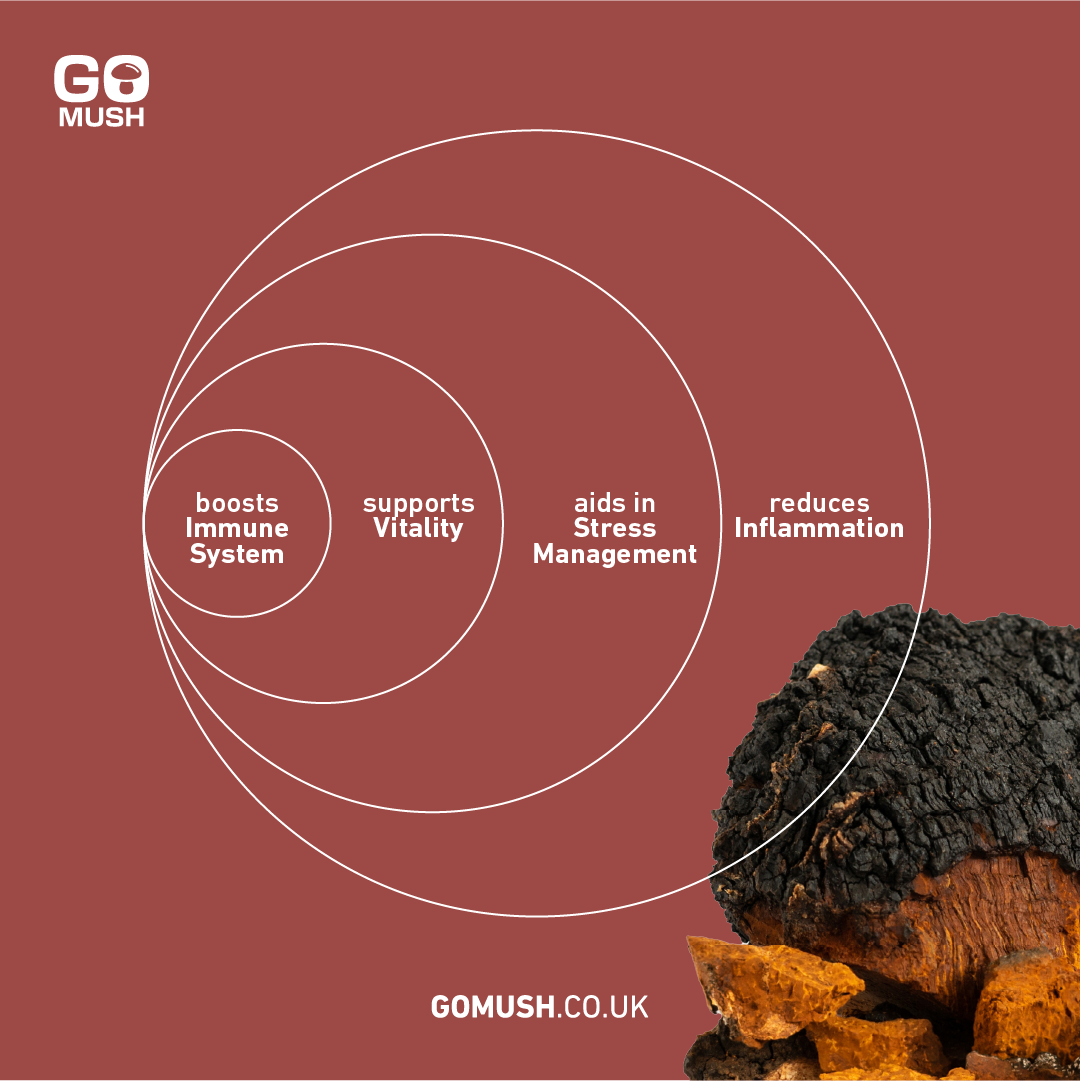 Benefits of Chaga Mushroom. boosts Immune System, supports Vitality, aids in stress management, reduces inflammation.