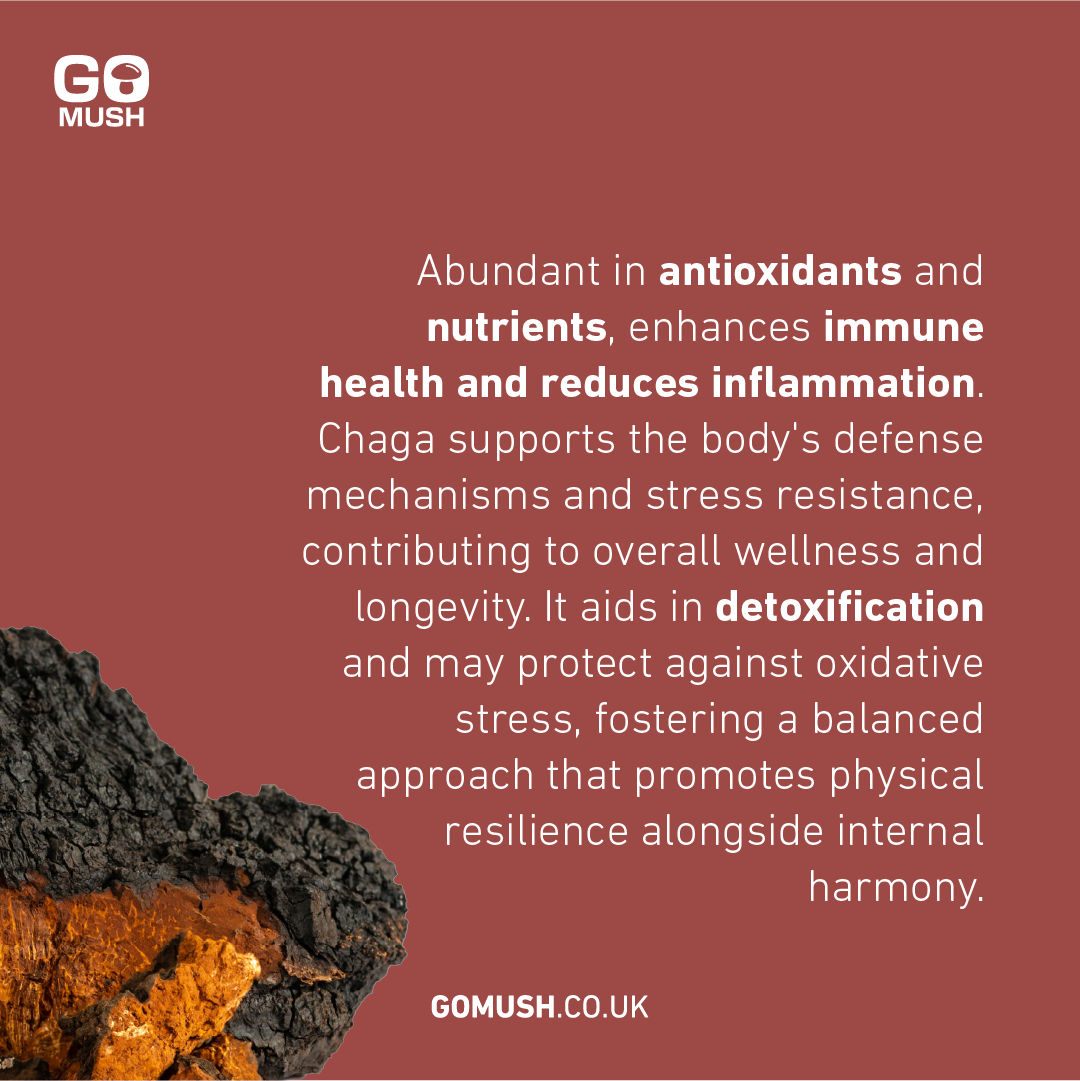 Chaga Mushroom. Abundant in antioxidants and nutrients, enhances immune health and reduces inflammation. Chaga supports the body's defense mechanisms and stress resistance, contributing to overall wellness and longevity. It aids in detoxification and may protect against oxidative stress, fostering a balanced approach that promotes physical resilience alongside internal harmony.