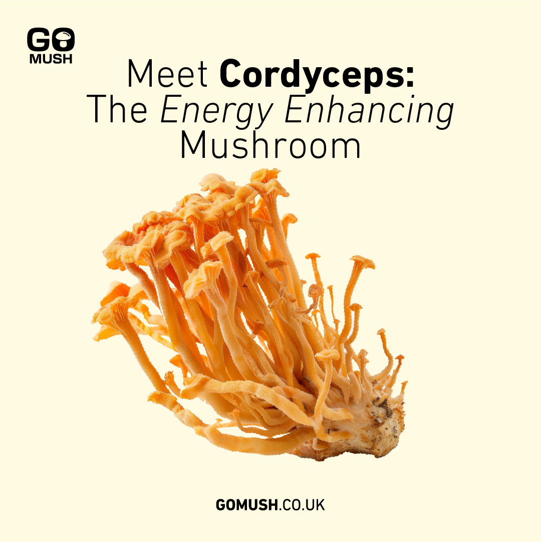 ORGANIC CORDYCEPS EXTRACT POWDER - ENERGY & ENDURANCE - 60g