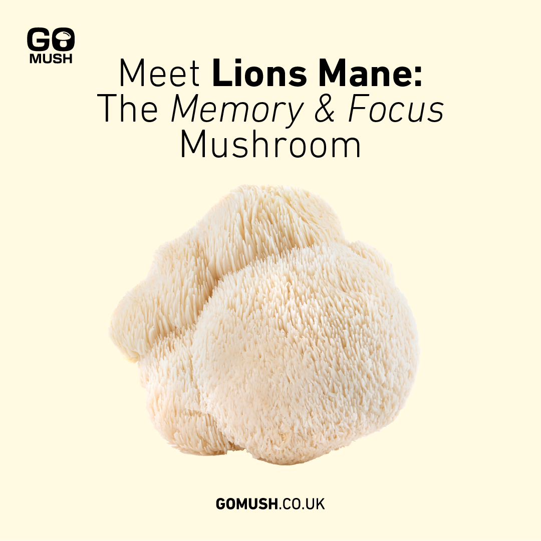 Lions Mane Mushroom for Memory and Focus